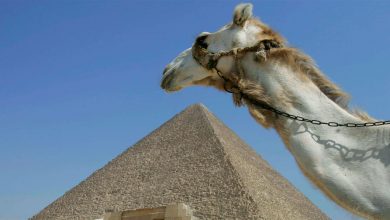 Фото - Египет решил выдавать новым инвесторам «золотые лицензии» для упрощения ввода проектов
