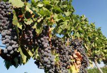 Фото - Сбор винограда в России может превысить 700 тыс. тонн впервые за восемь лет