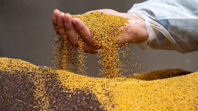 Фото - В Минсельхозе сообщили о попытках западных поставщиков семян вернуться на рынок РФ