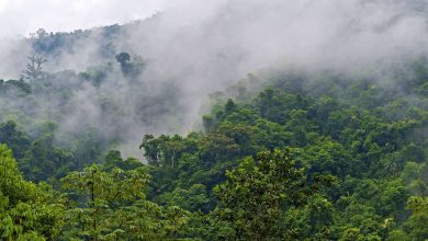 Фото - Советник Лулы да Силвы по климату предложила США профинансировать Фонд Амазонии